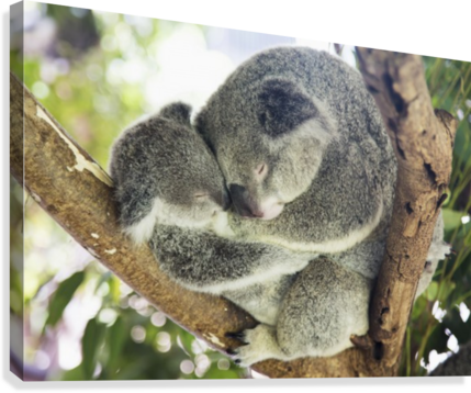 Mother And Baby Koala Bears Cuddled Up In A Tree - Mother And Baby Koala Bears (phascolarctos Cinereus) (429x358), Png Download