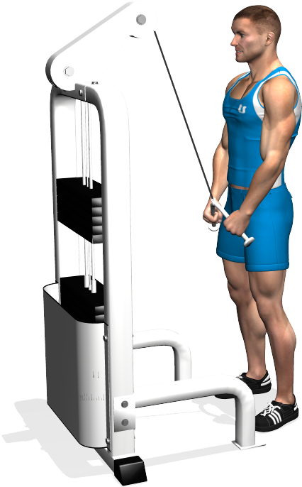 Cable Triceps Pushdown Involved Muscles During The - Tricipiti Lat Machine (700x700), Png Download