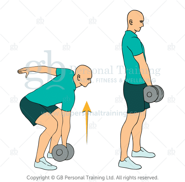 Dumbbell Deadlift Exercise - Exercise (600x600), Png Download