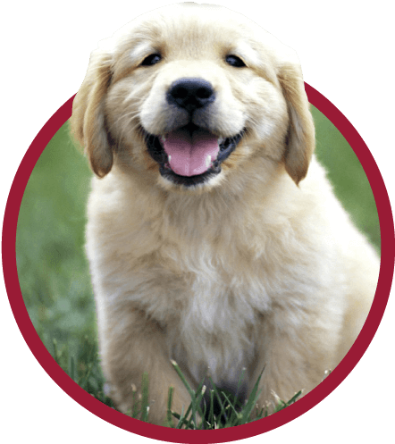Puppy Preferred Pet Plans - Golden Retriever Puppies (494x506), Png Download