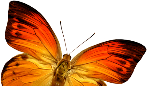 Coolest Butterfly Pictures Free Download Orange Butterfly - Butterfly (477x331), Png Download