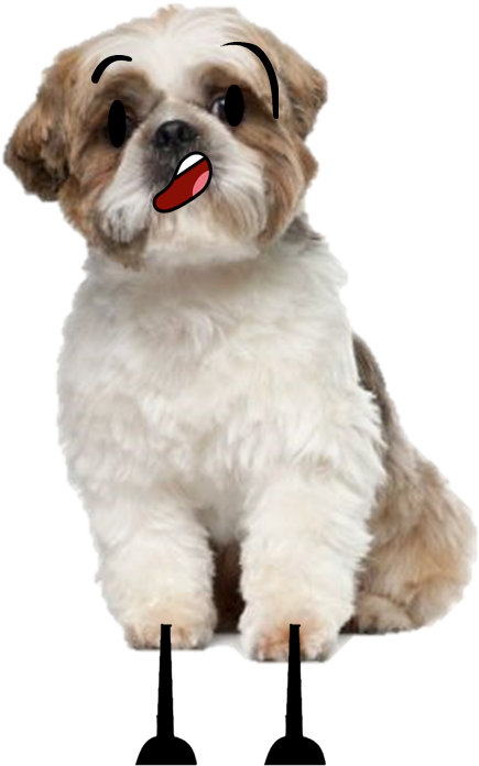 Shish Su- The Talking Dog - Shih Tzu (625x723), Png Download