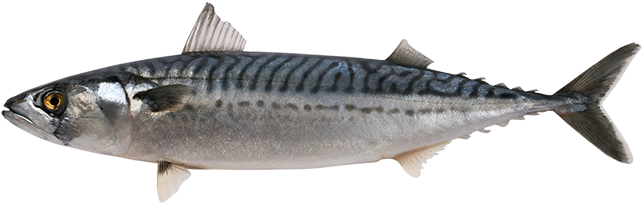 Mackerel - Mackerel Fishes (700x300), Png Download