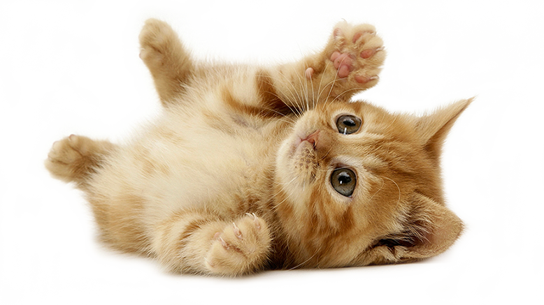 I Have Been Taking My Pets To Glasgo Memorial Veterinary - Rodent Rhymes And Pussycat Poems (778x437), Png Download
