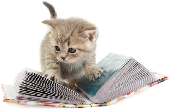 From Heart Warming Stories Of Shelter Kittens Finding - Transparent Png Heart Cat (573x377), Png Download
