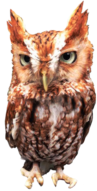 Animals Transparent Owl - Eastern Screech Owl (500x667), Png Download