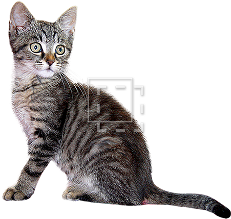 Parent Category - Kitten Cutout (450x450), Png Download