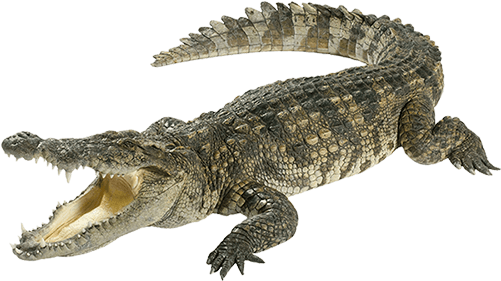 Crocodile - First Qanda Deadly Creatures [book] (500x350), Png Download