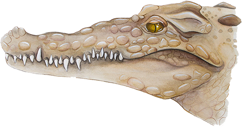 American Crocodilecrocodylus Acutus - Nile Crocodile (500x269), Png Download