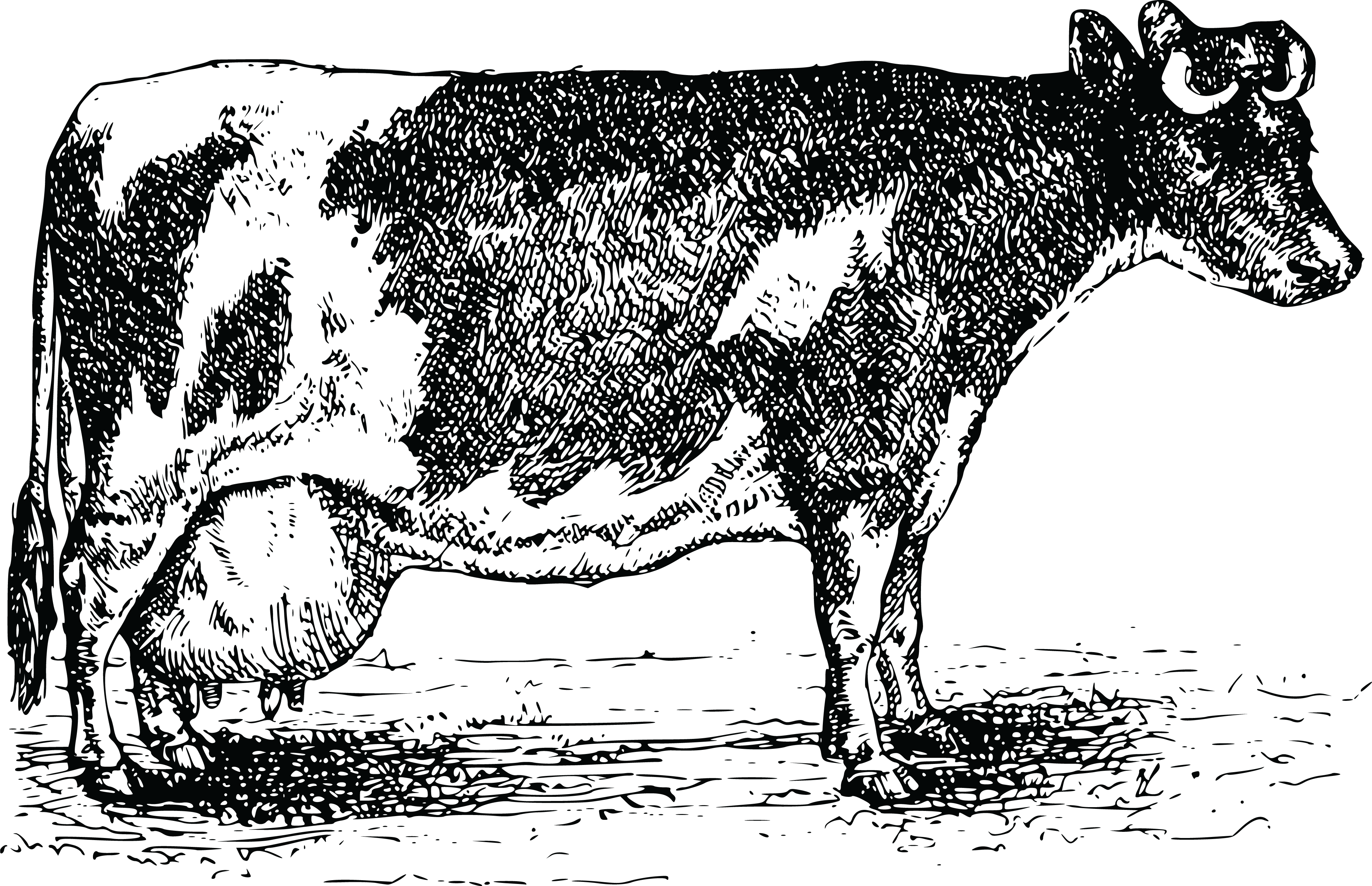 Free Clipart Of A Cow - Santos Red One Gewürzpräparat 300g Streudose (4000x2584), Png Download
