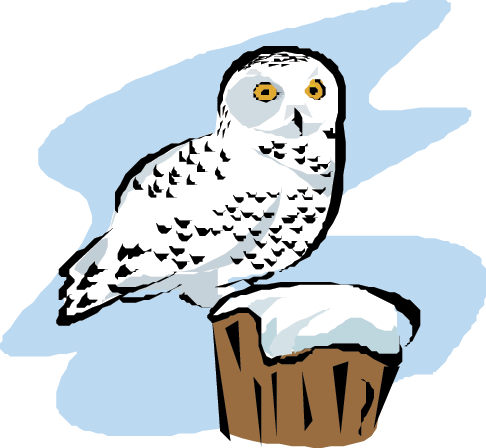 Snowy Owl - Snowy Owls Cartoon Transparent (486x448), Png Download