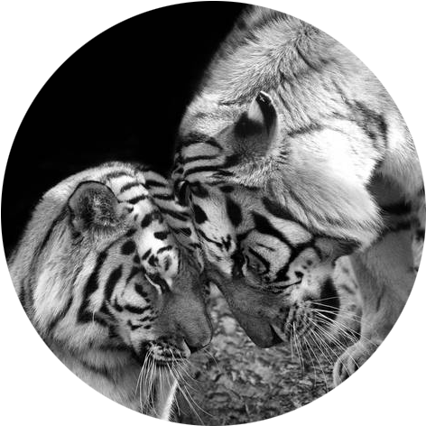 Tiger Love Siberian Tigers Black And White Print Art - Love Tiger (520x650), Png Download
