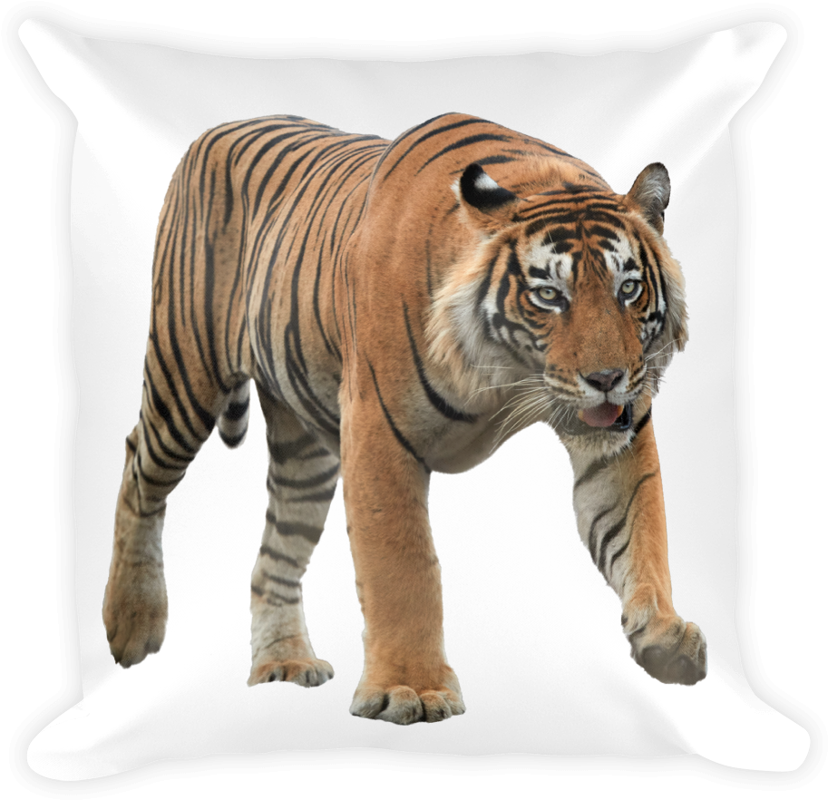 Bengal-tiger Print Square Pillow - Panthera Tigris Malayensis Png (1000x1000), Png Download