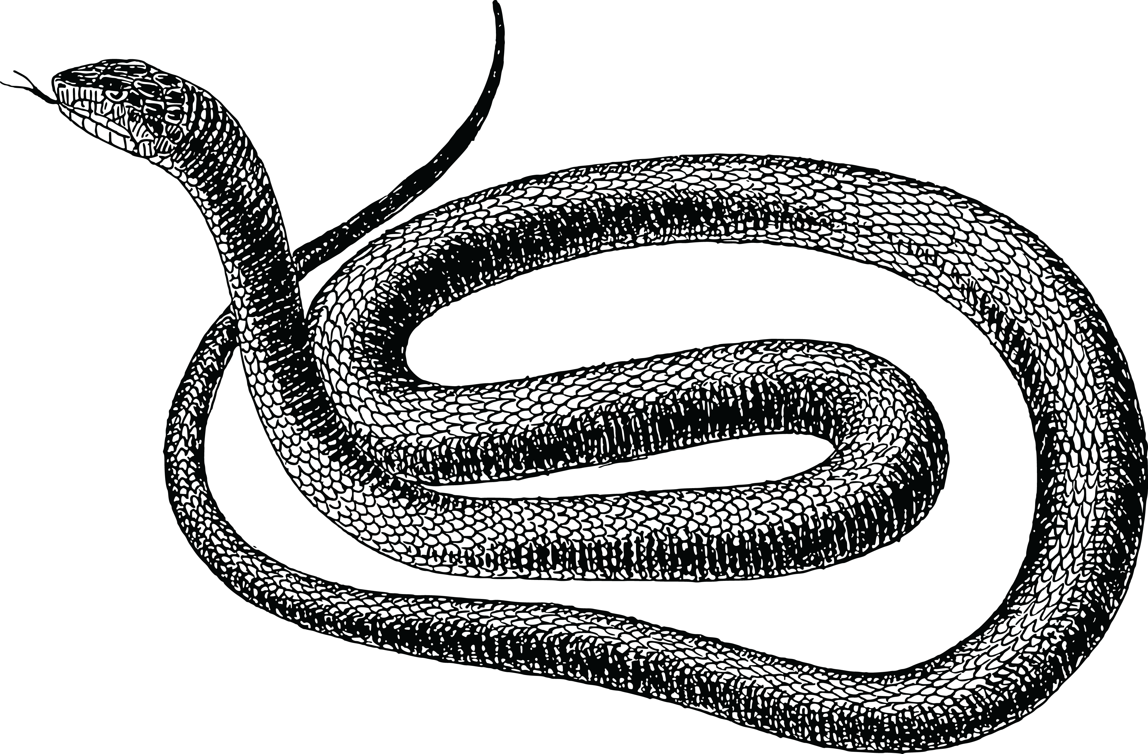 , , - Rat Snake Clip Art (4000x2626), Png Download