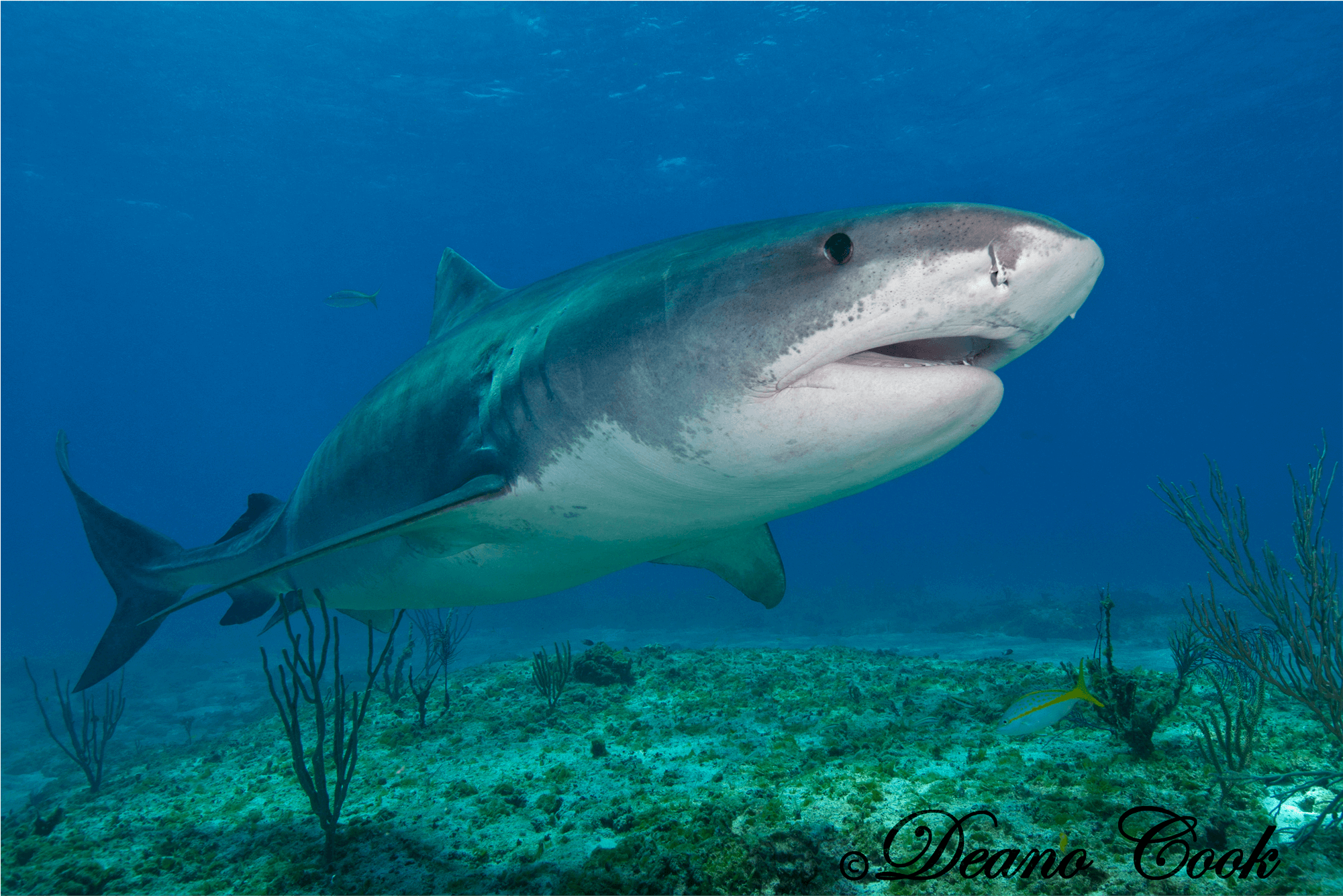 Tiger Shark Emma 1 Canvas Print - Tiger Shark (2000x2000), Png Download