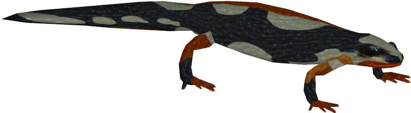 Kaiser's Spotted Newt (841x841), Png Download