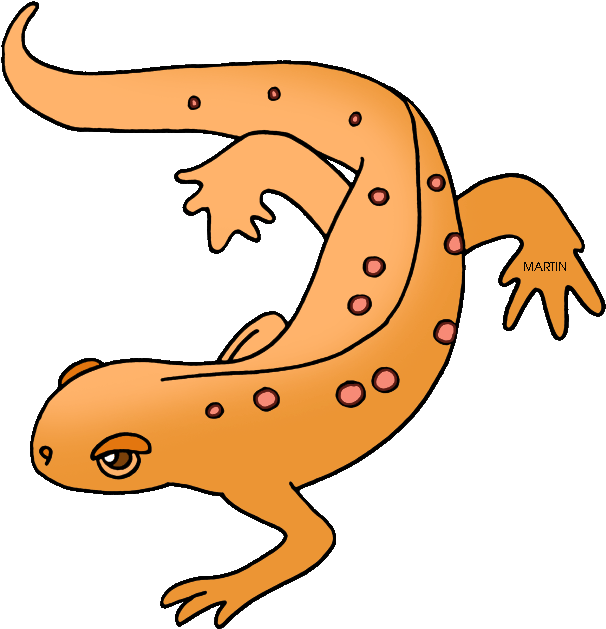 State Amphibian Of New Hampshire - Amphibians Clipart (635x648), Png Download