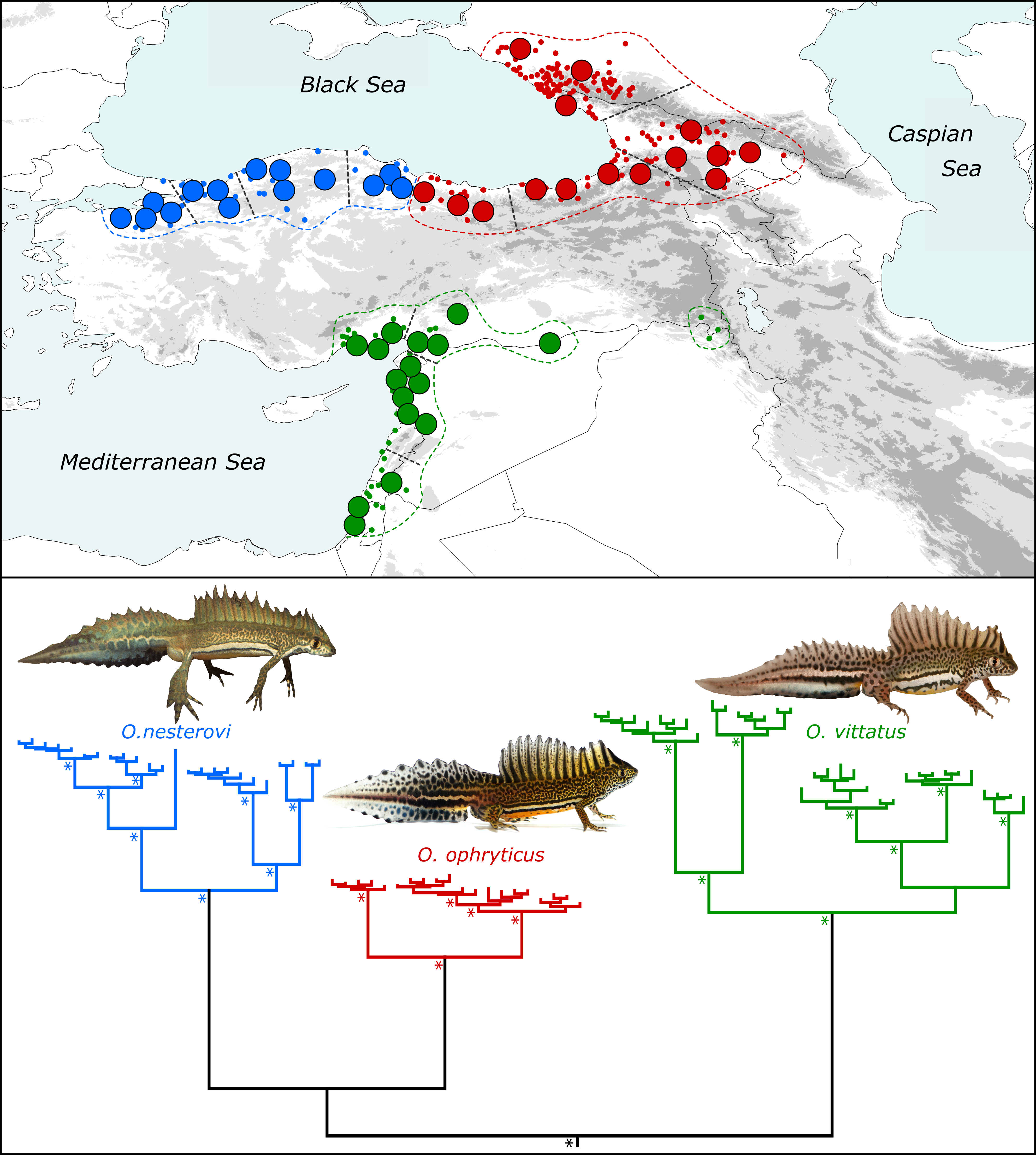 We Confirm That There Are Three Genetically Distinct - Map (3969x4424), Png Download