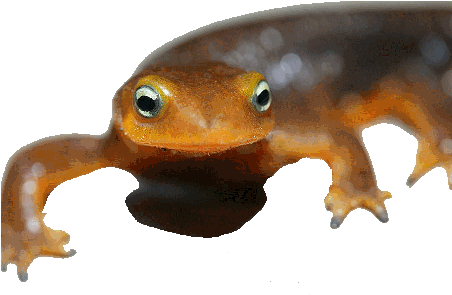 Employee (902x600), Png Download