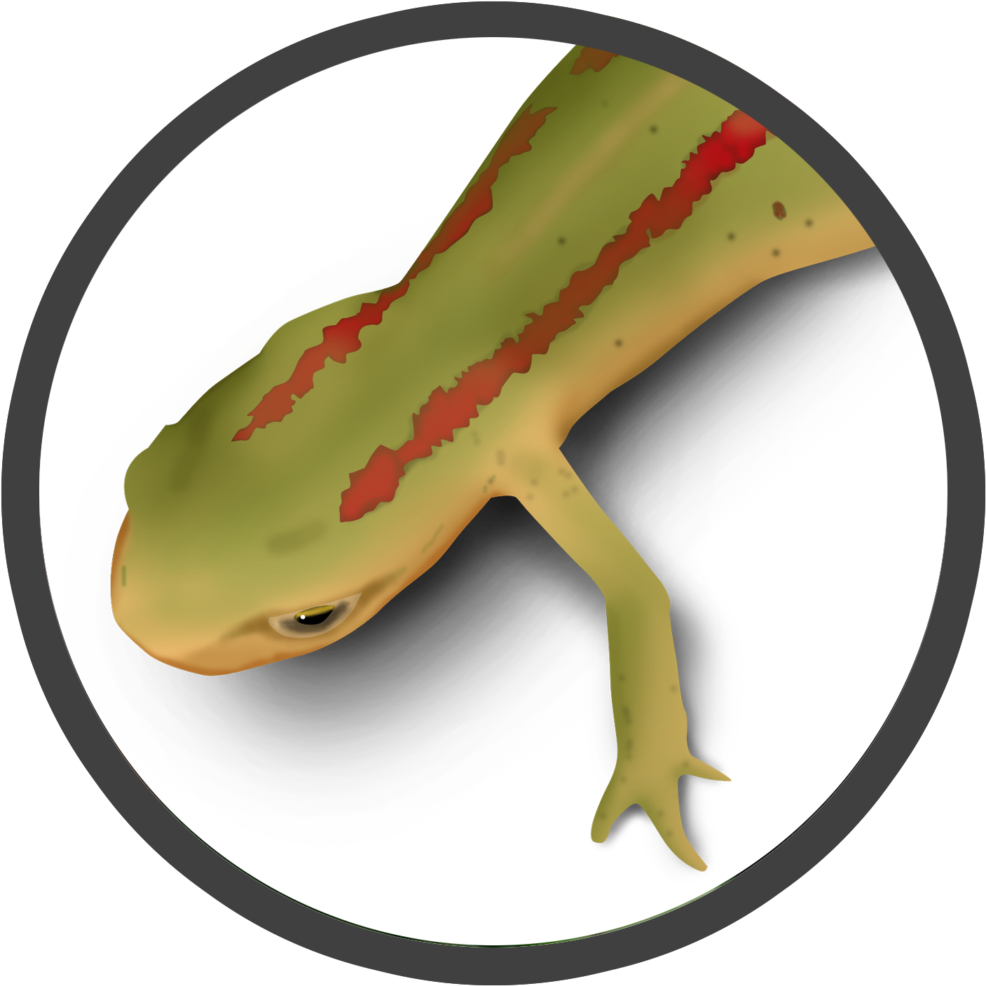 Striped Newt (2520x1440), Png Download