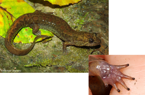 Name This Salamander - Eastern Newt (500x328), Png Download
