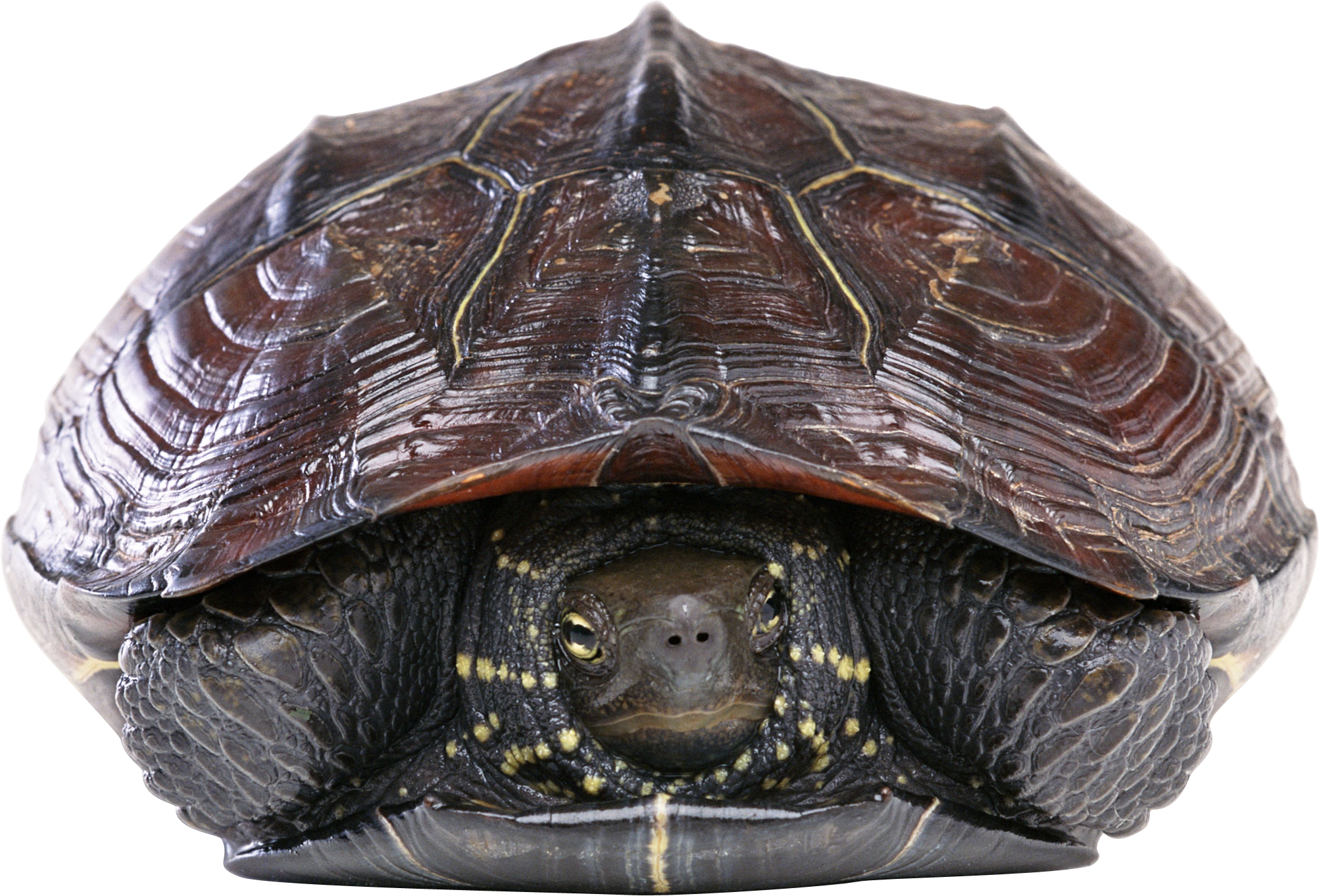 Animal Photoshop Turtle Burger (2005x1362), Png Download