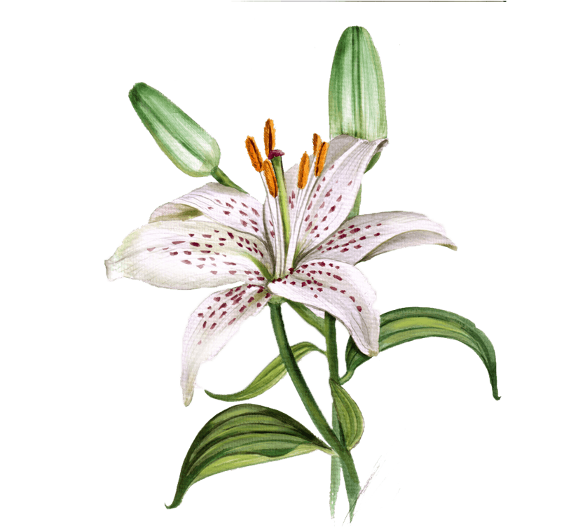 Flowers Painting 3'x5' Area 3'x5 - Flowers Painting 3'x5' Area 3'x5' Area Rug (805x753), Png Download