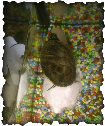 Volleyball (439x526), Png Download