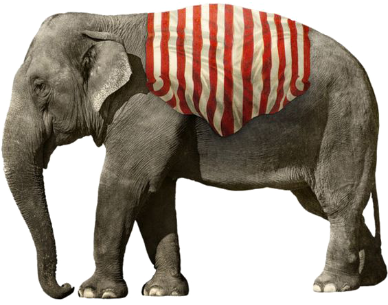 African Elephant Png Picture - Asian Elephant White Background (564x564), Png Download