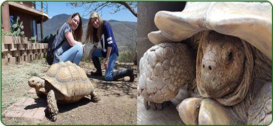 Happy World Turtle Day Shellebrate World Turtle Day - Galápagos Tortoise (600x300), Png Download