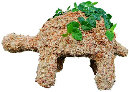 Medium Turtle Planted - Turtle (500x500), Png Download