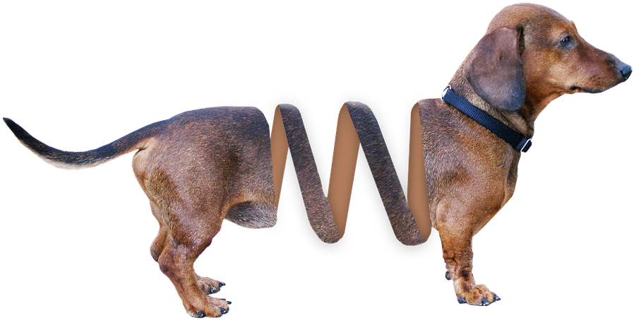 Dachshund, Dog, Animal, Brown, Pet, Hybrid, Fur, Dear - Redbone Hound (960x510), Png Download