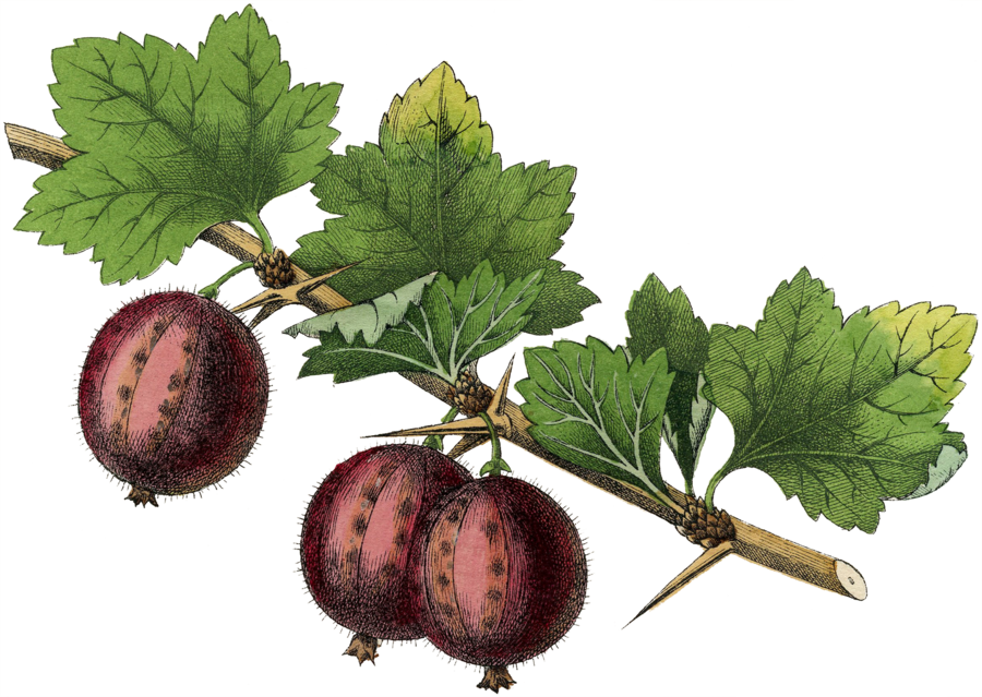 Gooseberry - Anonymous - Kitchen Fruits Iii (900x639), Png Download