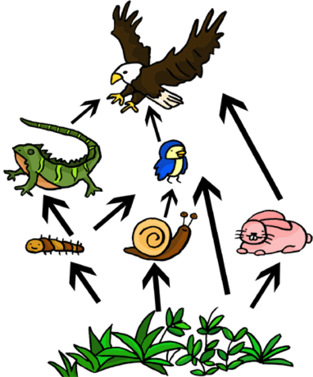 Chain Clipart Food - Balance In An Ecosystem Information (612x737), Png Download
