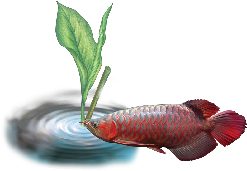 Of O Arowana Disease - Disease (971x573), Png Download