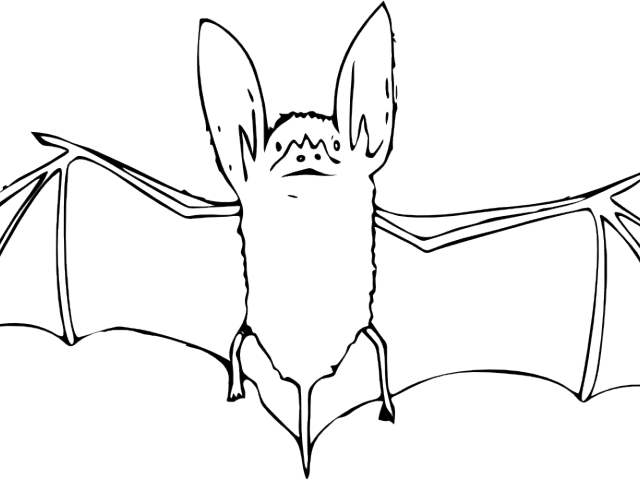 1040  Cute Bat Coloring Pages  Best HD
