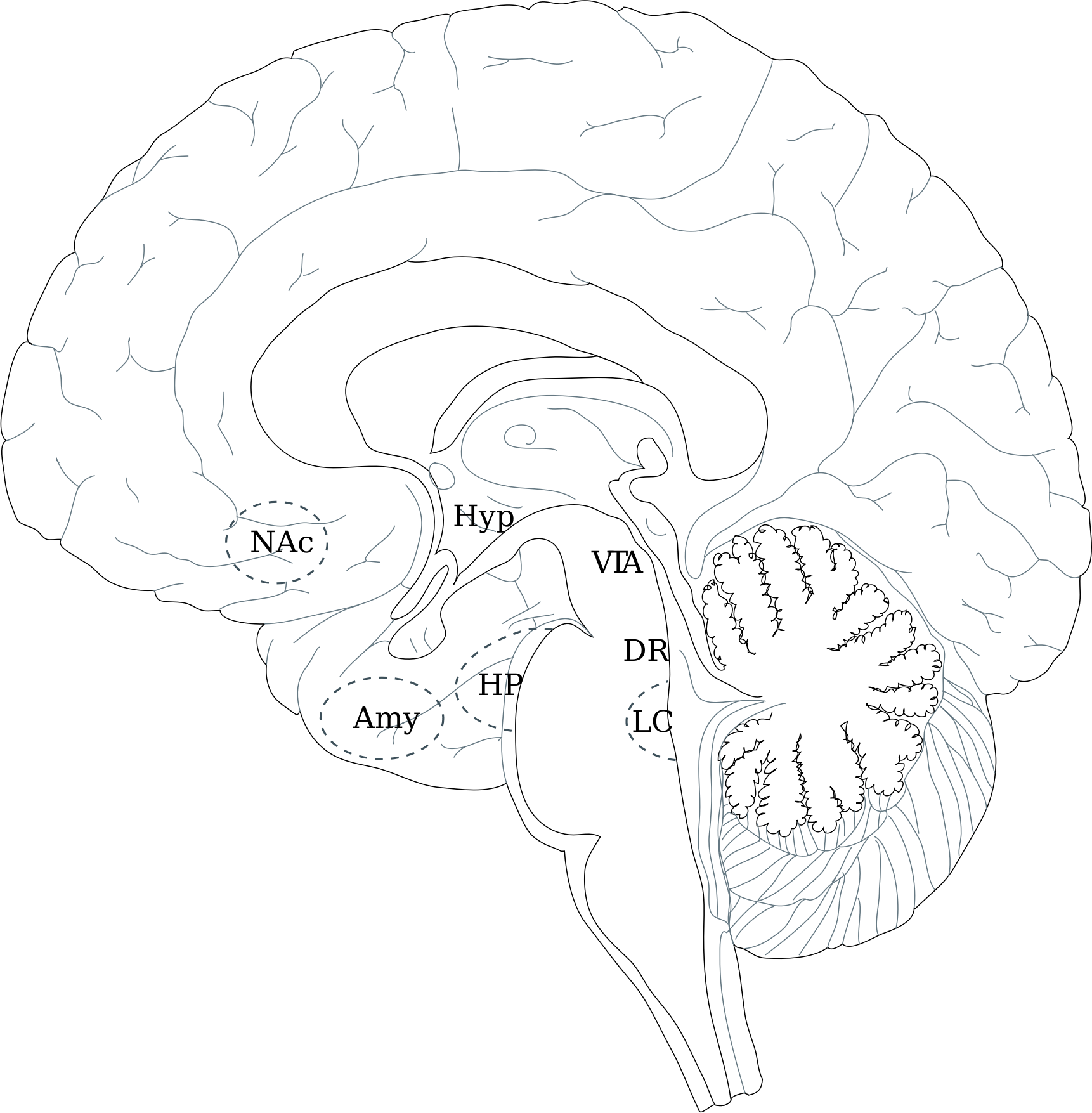 Brain Png (1722x1755), Png Download