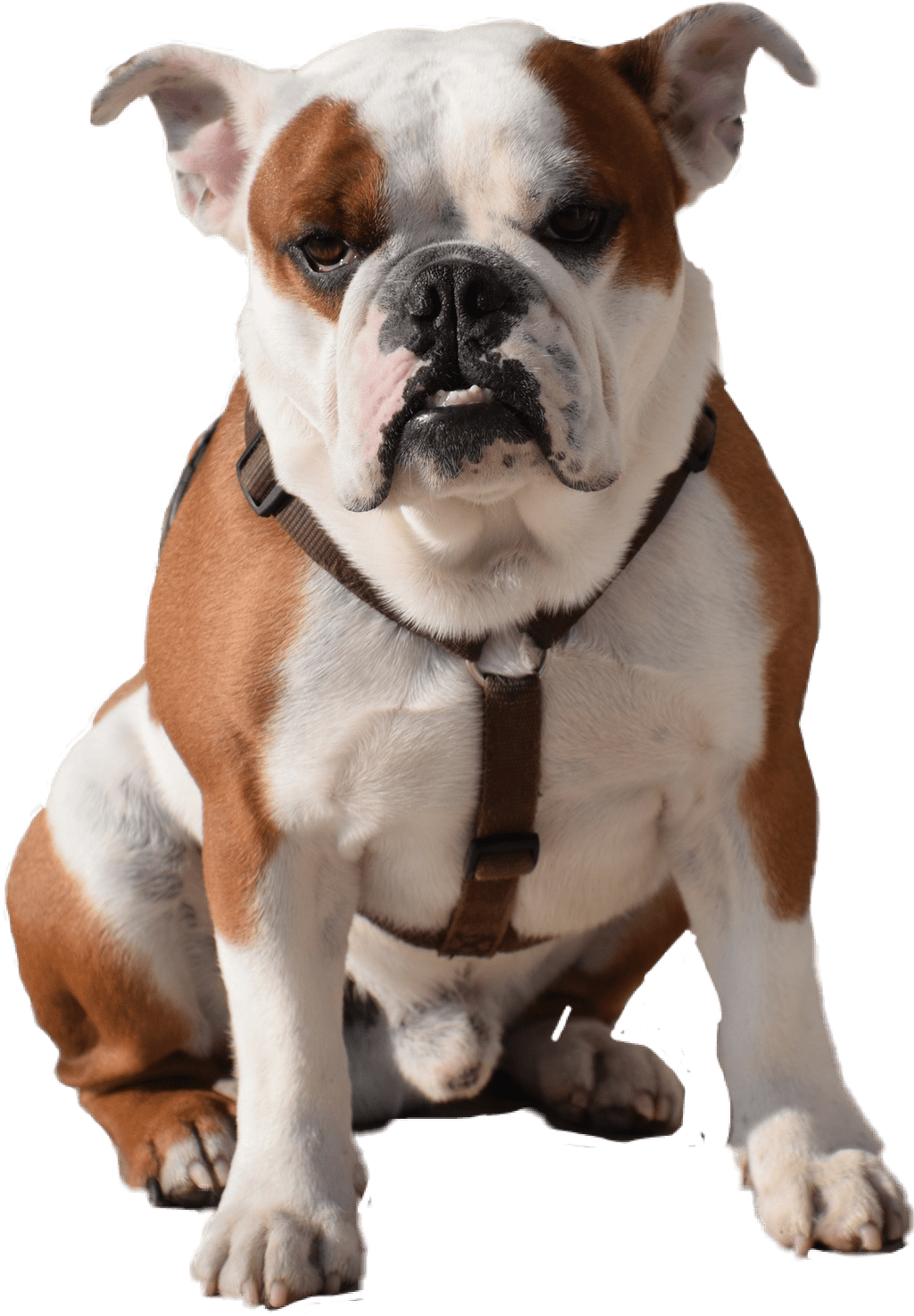 Bulldog Sitting - Cute Puppies And Dogs [book] (1024x1475), Png Download