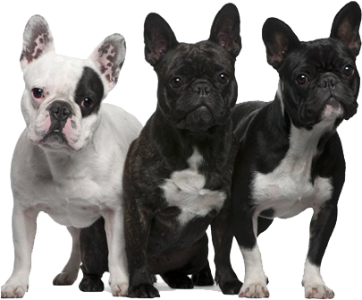 Bulldog Png Transparent Image - French Bulldog With Patches (411x337), Png Download