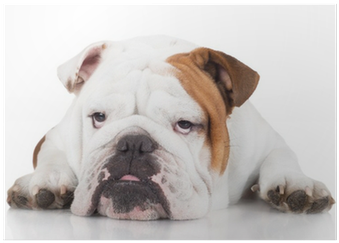 Dog (400x400), Png Download