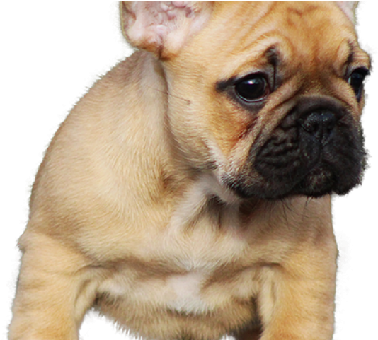 Французский Бульдог Png (640x480), Png Download