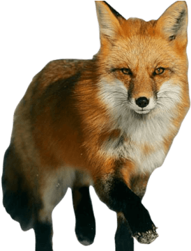 Fox - Red Fox (457x359), Png Download