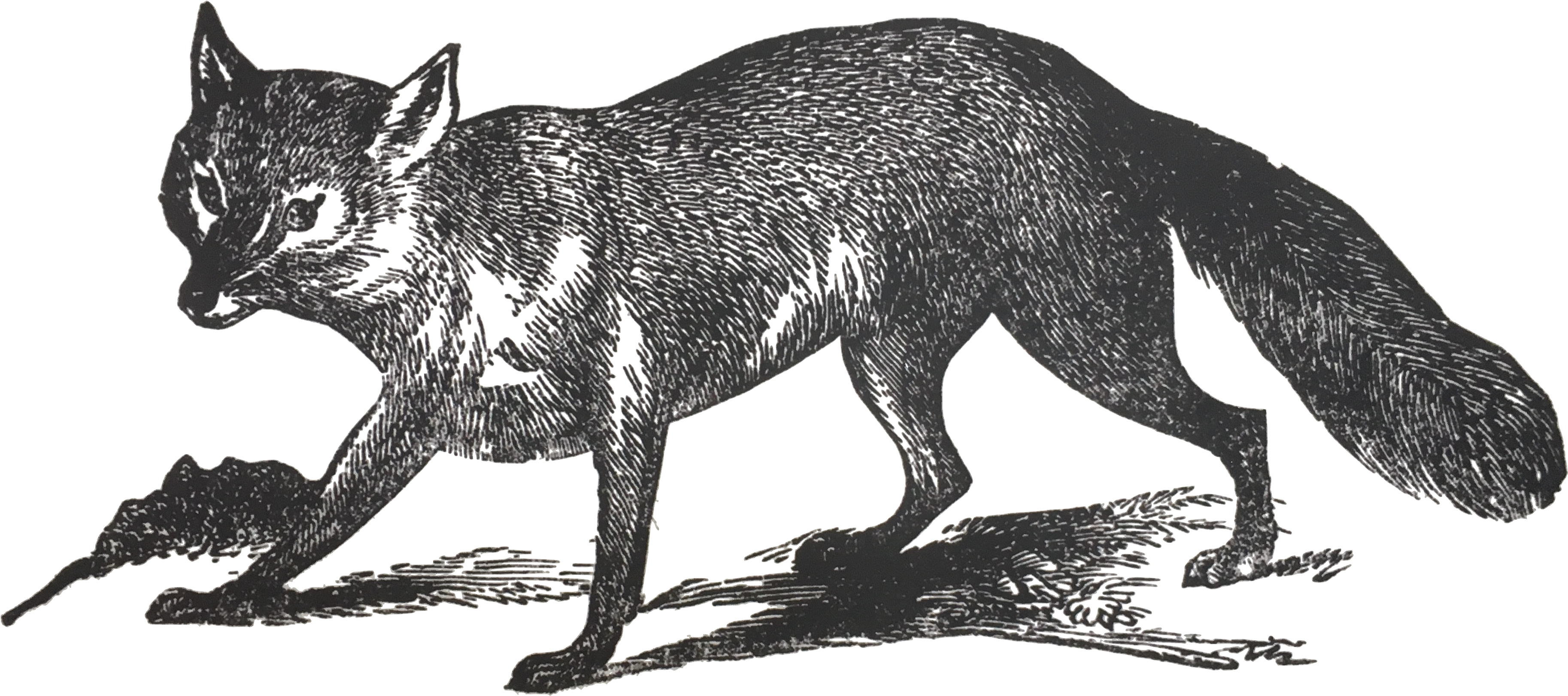 Grey Fox - Portable Network Graphics (4032x3024), Png Download