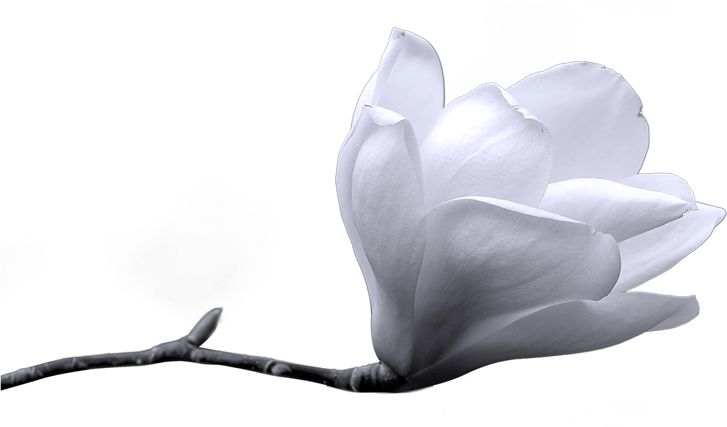 Flower - Winter Png (1400x600), Png Download