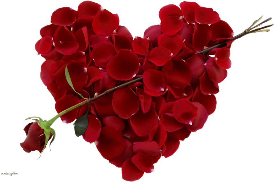 New Images Of Download Rose Flower Awesome Beautiful - Valentine Day (990x623), Png Download