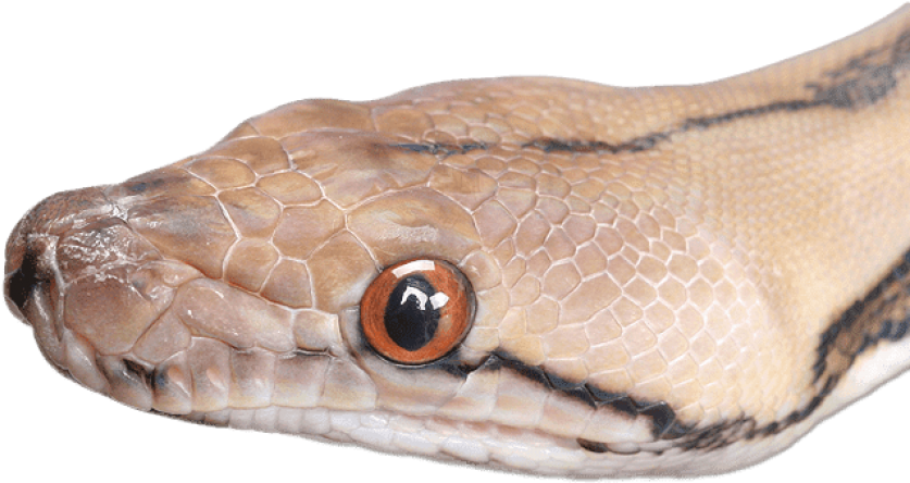 Snake Head Close Up - Snakes (648x499), Png Download