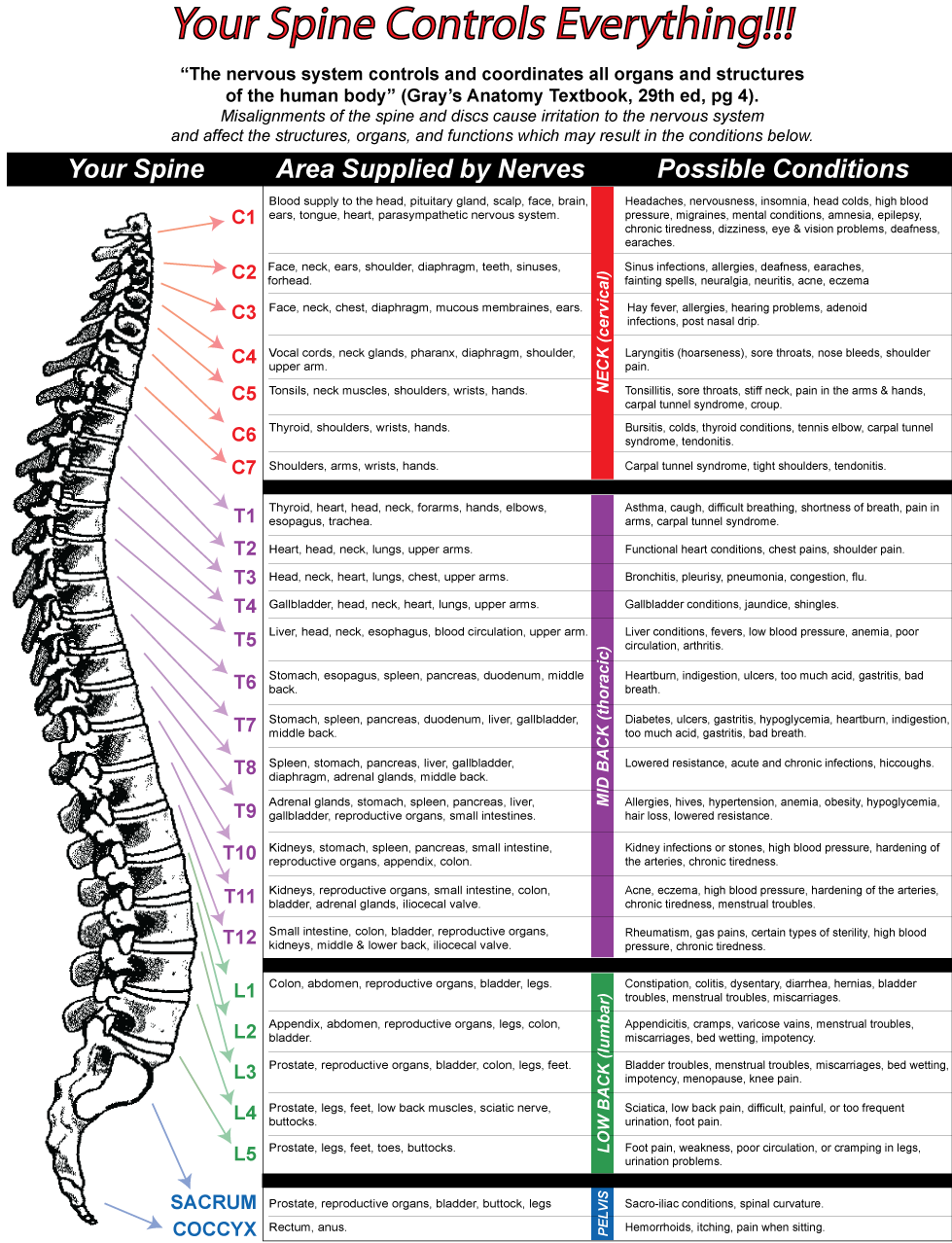 Nerve Chart Poster Color - Black-and-white (979x1278), Png Download