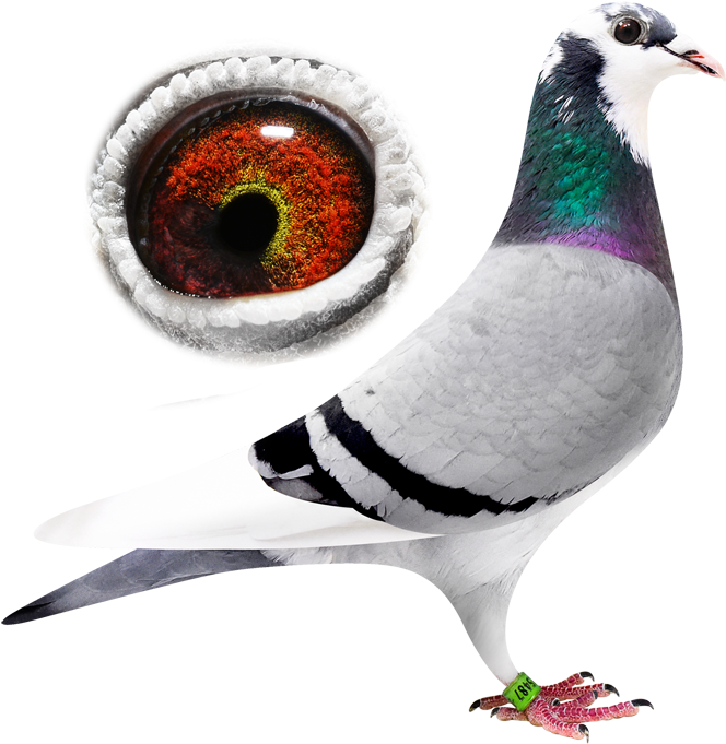 Breeder - Jpeg (1000x694), Png Download