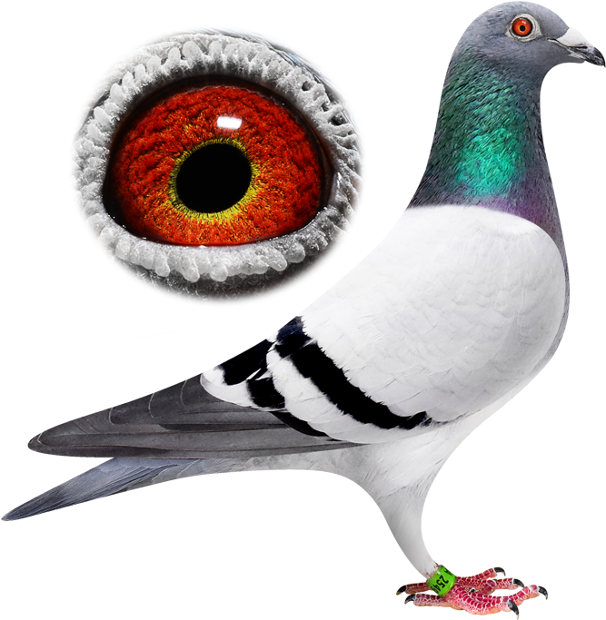 Breeder - Jpeg (1000x694), Png Download