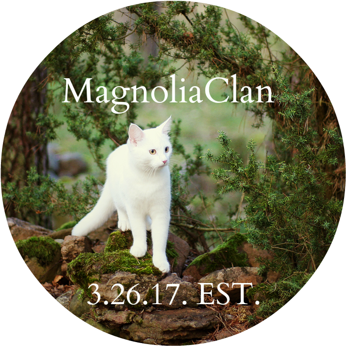 A New Magse Click This For Editing - Turkish Angora (839x720), Png Download